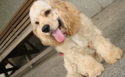 Buff American Cocker Spaniel