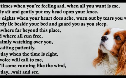 Tricolour King Charles Spaniel