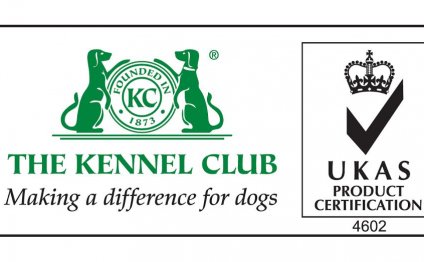 Working Cocker Spaniel breeders UK