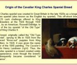 Origin of the Cavalier King Charles Spaniel