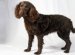 American Water Spaniel Pictures