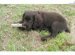 Boykin Spaniel Rescue Society
