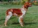 Brittany Springer Spaniel puppies for sale
