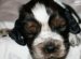 Brown Springer Spaniel puppies