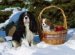 Cavalier King Charles Spaniel Adult