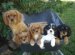 Cavalier King Charles Spaniel Breeders Brisbane