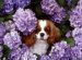 Cavalier King Charles Spaniel Michigan