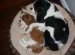 Cavalier King Charles Spaniel Rescue Texas