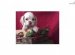 Cocker Spaniel for Sale in Florida