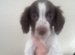 KC registered Springer Spaniel puppies for sale