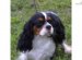 King Charles Spaniel Michigan