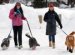 King Charles Spaniel Mixes