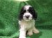 King Charles Spaniel Poodle mix