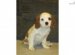 Petfinder Cavalier King Charles Spaniel