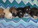 Tibetan Spaniel Puppies sale