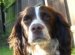 Working Cocker Spaniel images