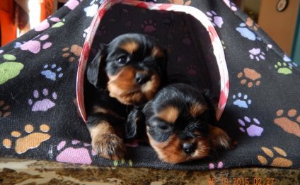 Kings Charles Spaniel puppies for sale