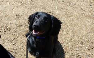 5 months old Cocker Spaniel