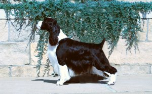 AKC Springer Spaniel puppies