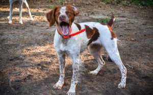 All About Brittany Spaniel