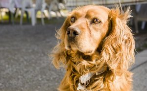 All black Cocker Spaniel
