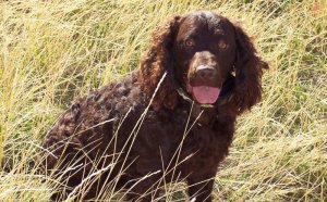 American Water Spaniel Breeders