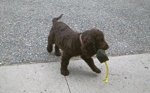American Water Spaniel puppies for sale