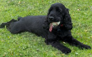 Black and tan Cocker Spaniel for sale