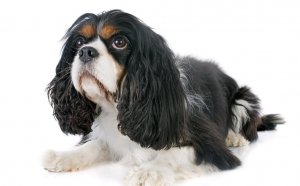 Black and white Cavalier King Charles Spaniel