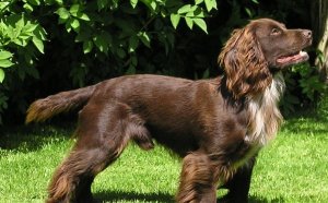Black working Cocker Spaniel puppies