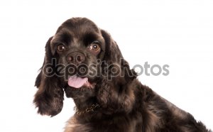 Brown American Cocker Spaniel