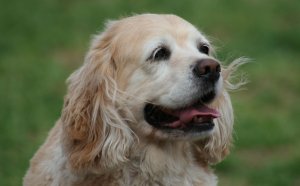 Caring for a Cocker Spaniel