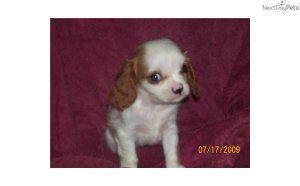 Cavalier King Charles Spaniel puppy names