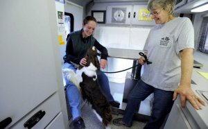 Cerise English Springer Spaniels