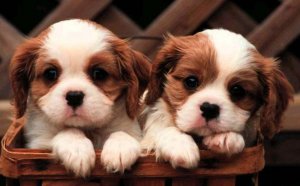 Charles Spaniel puppies