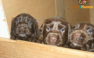 Chocolate working Cocker Spaniel puppies