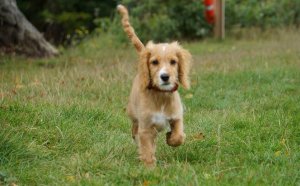 Cockapoo or Cocker Spaniel