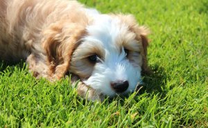 Cocker Spaniel life expectancy