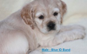 Cocker Spaniel puppies Florida