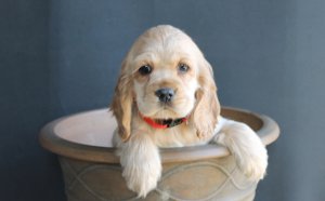 Cocker Spaniel puppies for sale Ohio