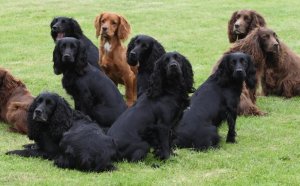 Cocker Spaniel puppies Information