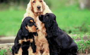 Cocker Spaniel Rescue Michigan