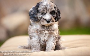 Cocker Spaniel Rescue Northern California