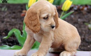 English Cocker Spaniel breeders California