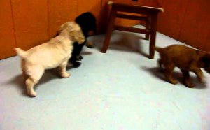 English Cocker Spaniel puppies California