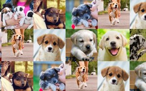 English Cocker Spaniel puppies for sale UK