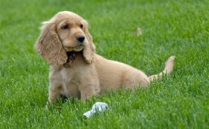 English Cocker Spaniel Puppy