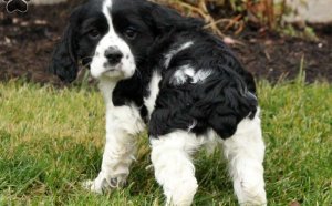 English Cocker Spaniels puppies for sale