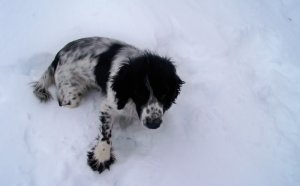 Field bred English Cocker Spaniel puppies
