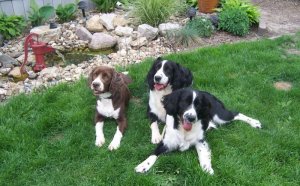Hunting Springer Spaniel puppies for sale